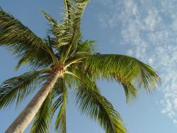 File:Under the palm tree (5889915132).jpg