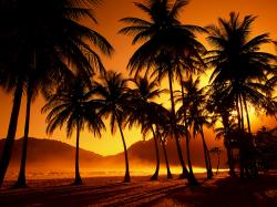 Beach Sunset Palm Tree Tumblr Hd Desktop 10 HD Wallpapers