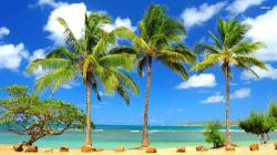 Palm Trees 21 HD Images Wallpapers