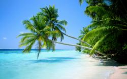 Beautiful Beach Backgrounds Palm Trees Wallpaper Hd