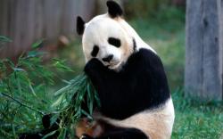 Panda Eat Bamboo