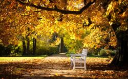 Park Autumn Bench