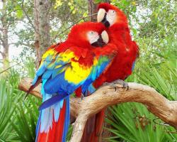 free Parrot wallpaper wallpapers and background
