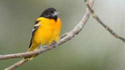 A Baltimore Oriole, member of the passerine order of birds. Orioles breed in North