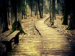 most beautiful forest path wallpaper