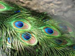 The brilliant iridescent colours of the peacock's tail feathers are created by structural coloration, as first noted by Isaac Newton and Robert Hooke.