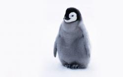 Penguins Cute Penguin
