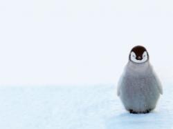 photo cute-penguin-wallpaper.jpg
