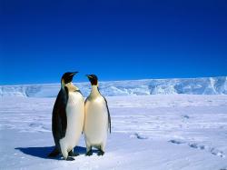 HD Wallpaper | Background ID:446913. 2560x1920 Animal Emperor Penguin