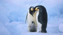 desktop penguin birds pics dowload