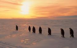 Penguins Sunset