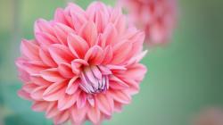 Beauty Pink Peony Flower