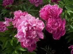 Dividing Peony Plants – Tips On How To Propagate Peonies ...
