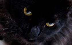 Persian black cat
