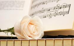 Piano white rose