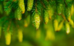 Awesome Green Nature Wallpaper: Conifers Tree Pin Green Cones Nature Hd Wallpaper 2560x1600px