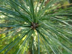Volumes of research on Pine Needles and Cancer