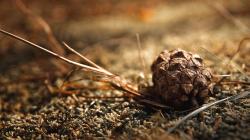 Download the following Excellent Pinecone Wallpaper 2832 by clicking the button positioned underneath the "Download Wallpaper" section.