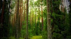 Beautiful Pine Forest Wallpaper picture
