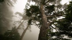 2560x1440 Wallpaper tree, pine, mighty, from below, fog, trunk