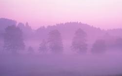Pink Early Morning Fog