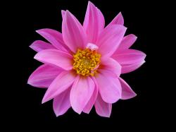 Pink Flower Images 26 HD Wallpapers