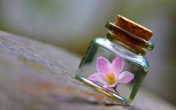 Pink Flower Bottle Wallpapers Pictures Photos Images. «