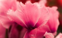Pink Flower Cyclamen Close-Up