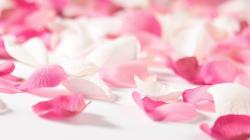 DOWNLOAD WALLPAPER Pink Flower Petals - FULL SIZE ...