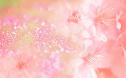 Pink Flowers Background 10288