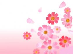 Pink Flower Background Pictures 05 Wallpaper, free pink flower background pictures images, pictures download