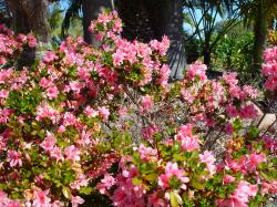 File:Bush with pink flowers.jpg