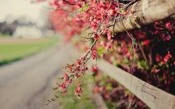 Pink Flowers Fence Nature Bokeh