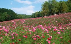 Pink Flower Meadow