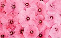 Pink Flowers Images For Desktop 5 HD Wallpapers