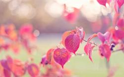 Pink leaves, autumn, dew wallpaper 1920x1200.