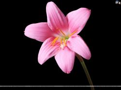 Pink Rain Lily.