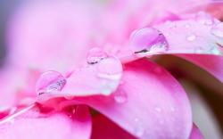 Pink petals drops