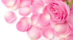 HD Wallpapers 1080p Pink Rose Petals