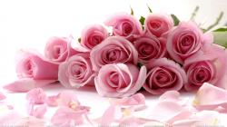 Special Pink Roses