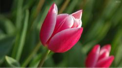 Pink Tulips - Download Wallpaper