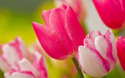 Pink tulips flower
