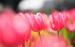 Flowers Pink Tulips Field Photo