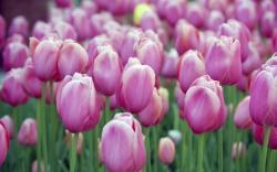 Pink Tulips ...