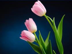 White Tulip Flower Mix With Pink HD Wallpaper