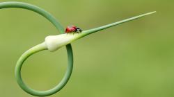 Plant Ladybird
