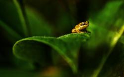 Plant Leaf Green Frog