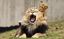 Playful lion cub