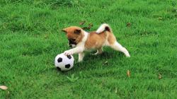 Puppy Playing with Ball 1 For Desktop Background