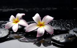 View And Download Plumeria HD Wallpapers ...